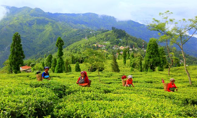 Monsoon-Darjeeling-3-Star-Deluxe-2-N-3-D